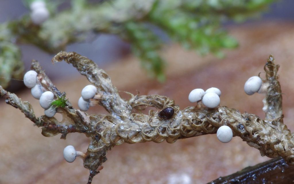 Diderma montanum (?)